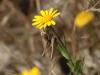 Platycleis sp.